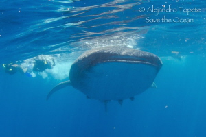WhaleShark and Divers, Isla Contoy Mexico by Alejandro Topete 